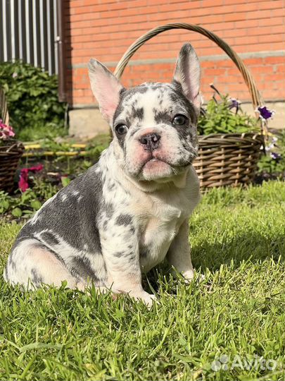 Французский бульдог мерле