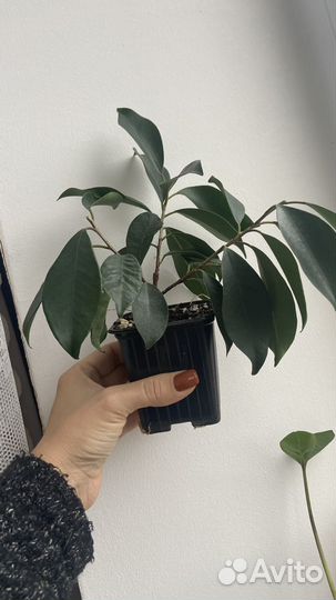 Фикус микрокарпа
