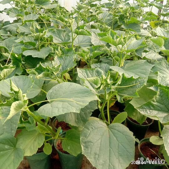 Продажа рассады