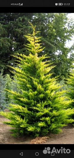 Купрессоципарис Голд Райдер