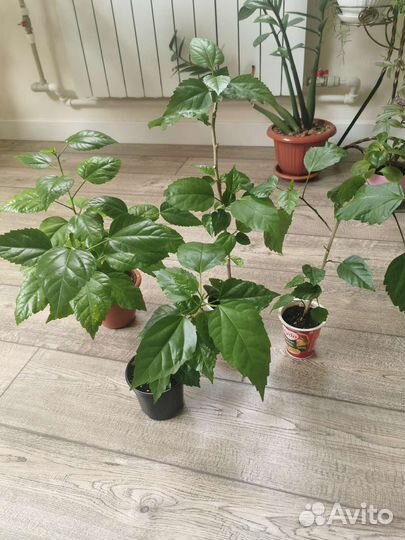 Черенки Гибискуса махрового красный