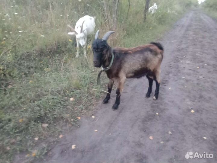 Козлы вязка
