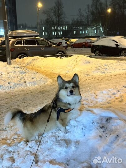 Вязка кобель корги