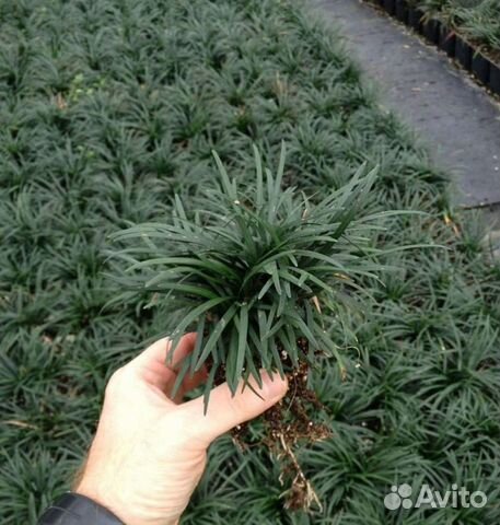 Офеопогон японский