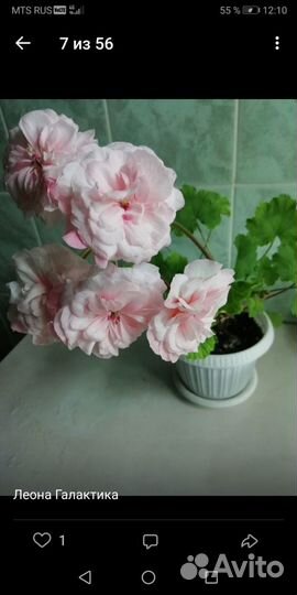 Пеларгония герань