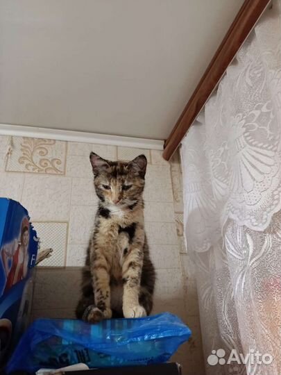 Кошка в дар