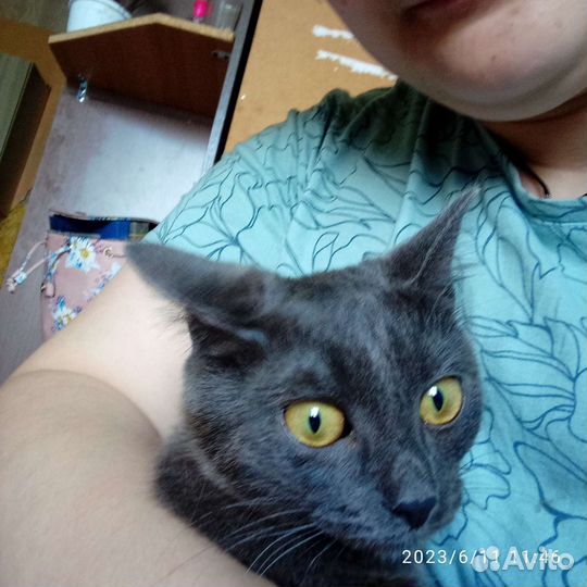Котята отдам бесплатно