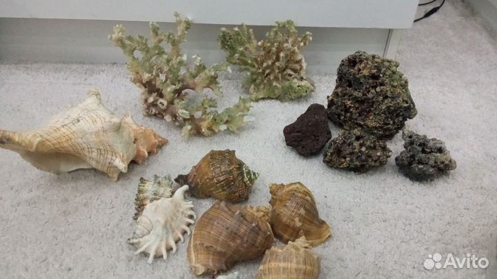 Кораллы, ракушки, камни для аквариума