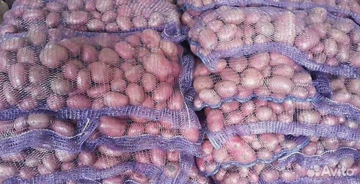 Картофель оптом