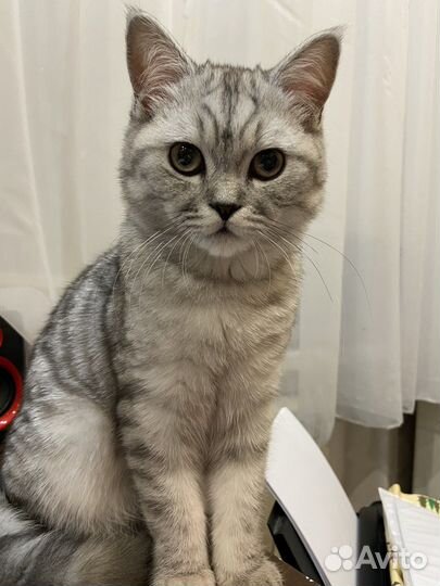 Шотландский кот