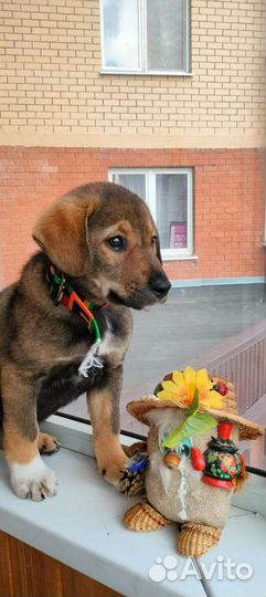 Щенки метисы бигля