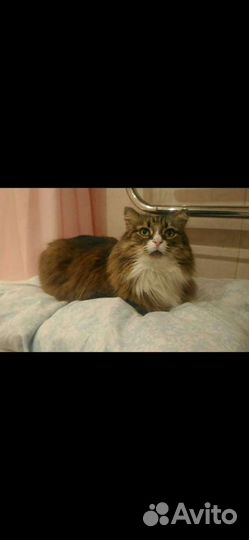 Передержка животных