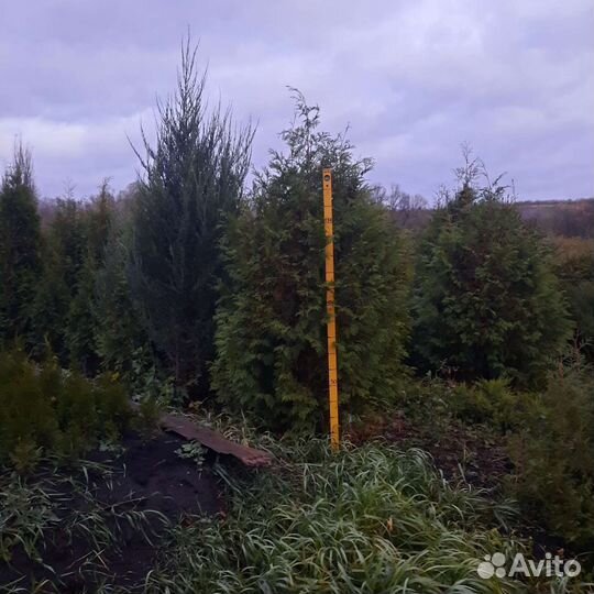 Ели, туи, можжевельники