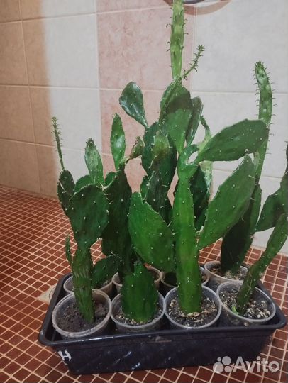 Кактус Опунция Бергера