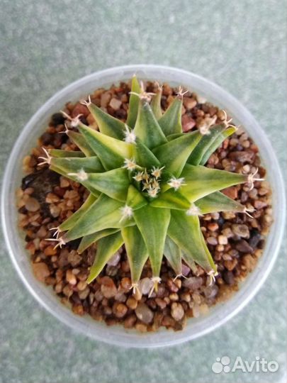 Кактусы: обрегония вариегатная