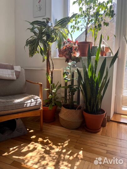 Озеленение, уход за растениями, фитодизайн