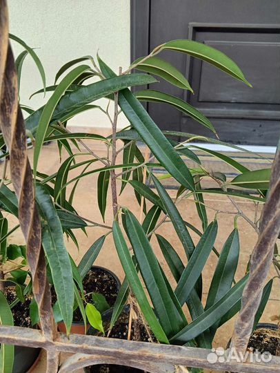 Фикус Биннендийка (Али)