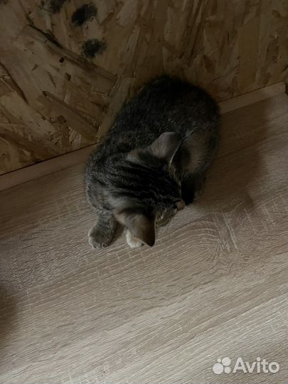 Отдам котенка, девочка