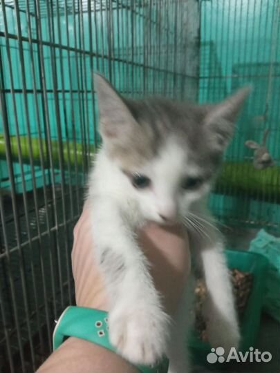 Трехцветная кошечка(на счастье) Ищет Дом