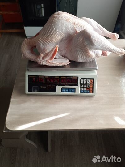 Продается домашняя индейка