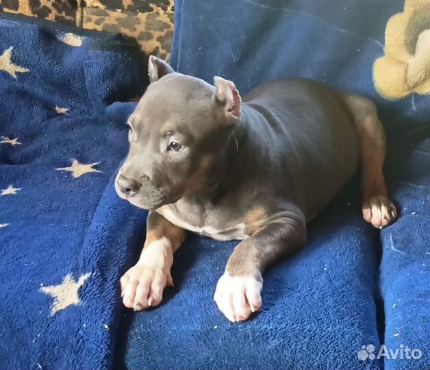 Американский булли, мальчик, стандарт