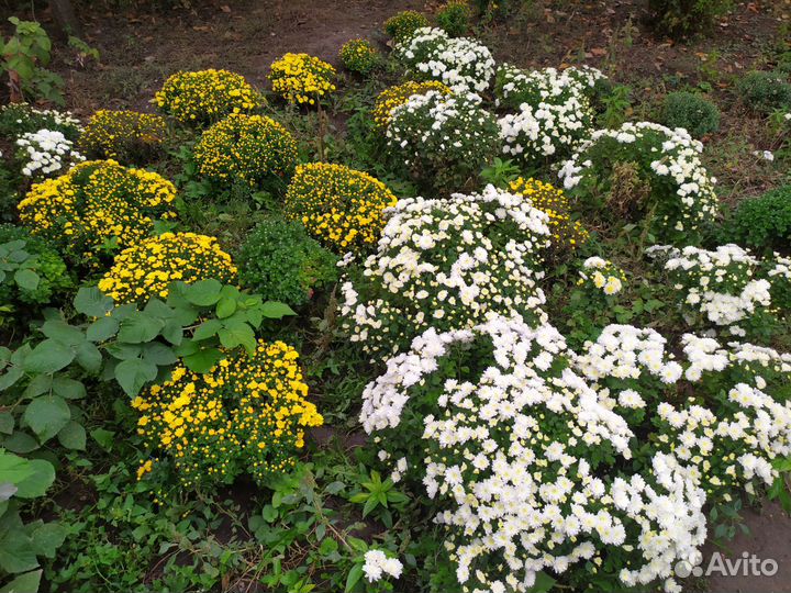 Хризантемы мультифлора