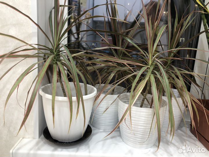 Комнатные домашние растения