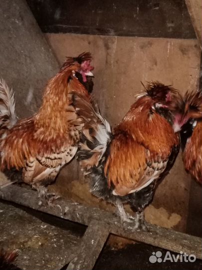 Молодые петушки