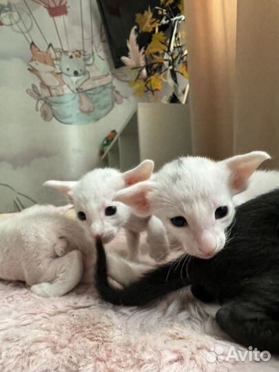 Ориентальная