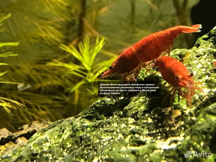 Креветки Blood Mary от Дона Пабло