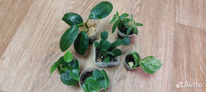 Комнатные растения набор