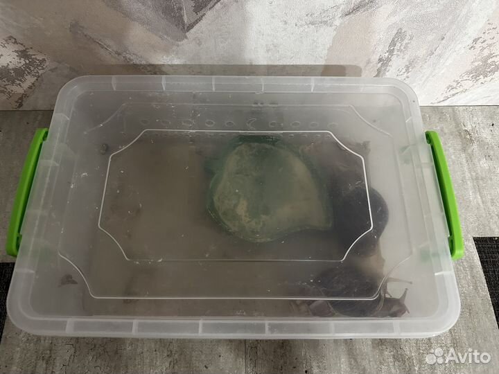 Улитки ахатины