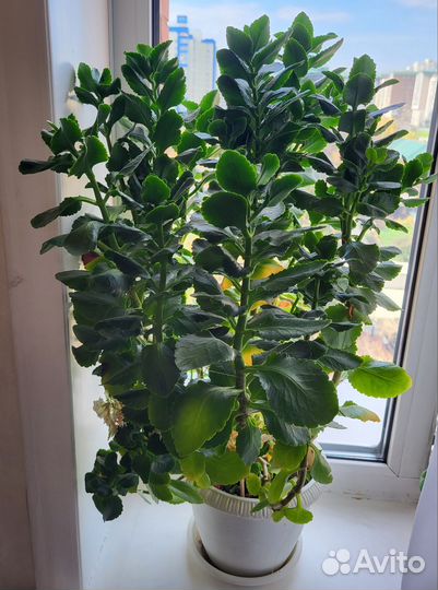 Каланхоэ белый