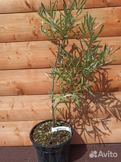 Облепиха новые сорта