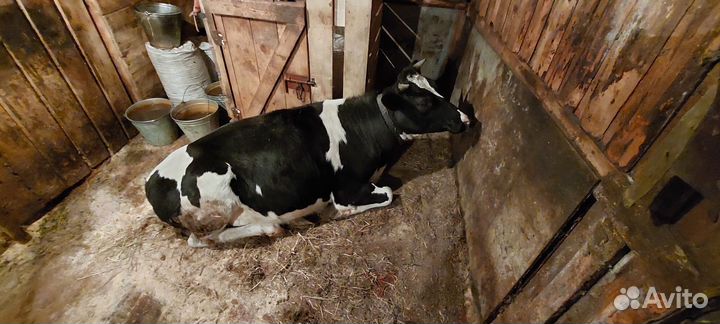 Телка 1.5 года