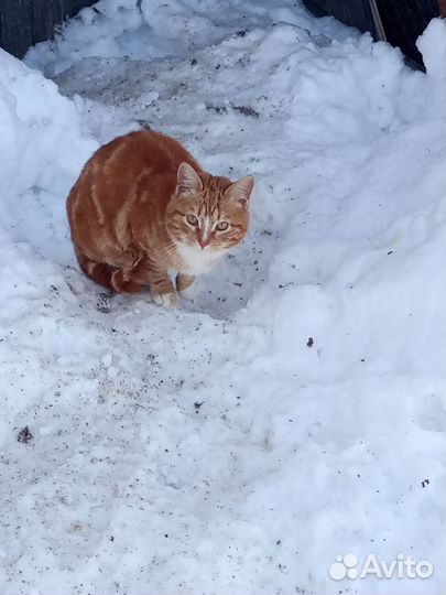 Коты в добрые руки