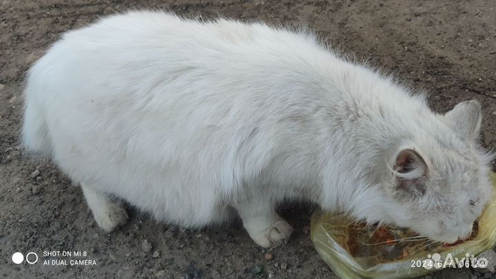 Кошки в добрые руки бесплатно