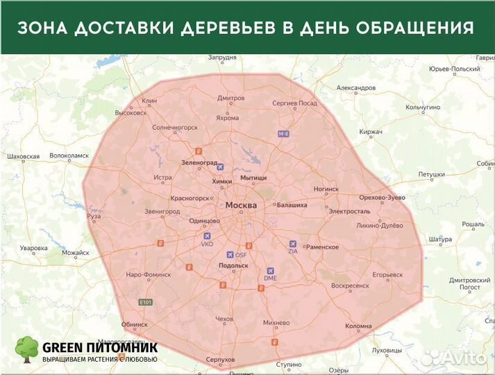 Туя западная Смарагд