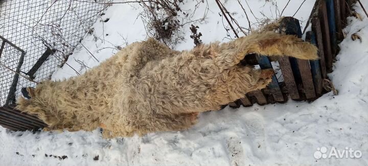 Шкура барана невыделанная