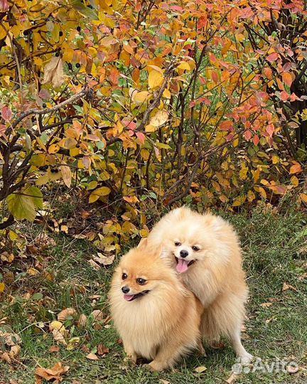 Шпиц на вязку