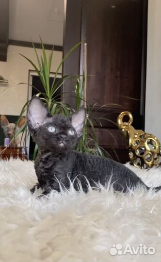 Лучший черный мальчик