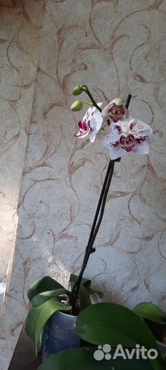 Орхидея фаленопсис