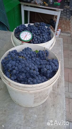 Виноград, Изабелла,на вино,компот