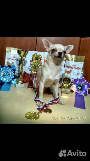 Вязка микрочихуа