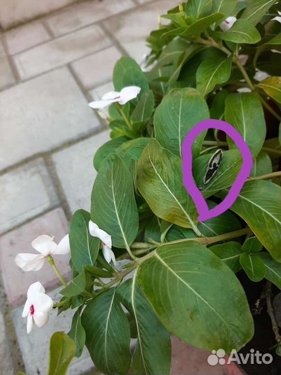 Катарантус ампельный,семена