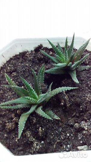 Кактусы и суккуленты