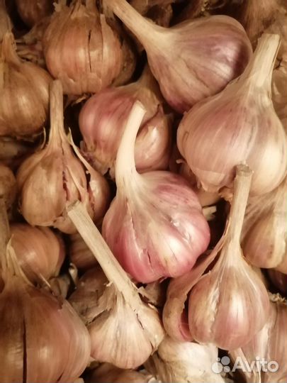 Чеснок свежий