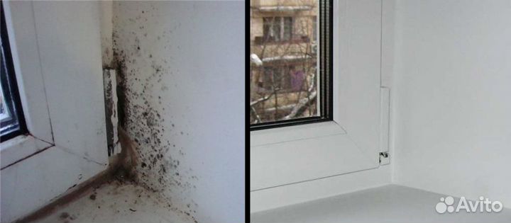 Удаление, обработка плесени грибка. После умерших