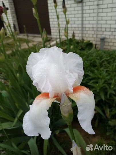 Ирисы бородатые сортовые