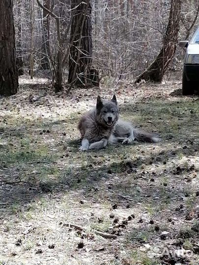 Кобель для вязки Якутская лайка